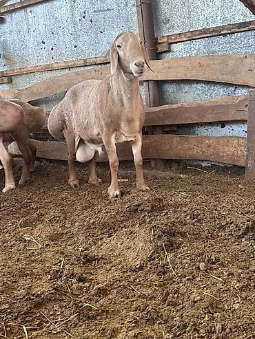 живая: Продаю | Баран (самец) | Для разведения | Осеменитель — 3