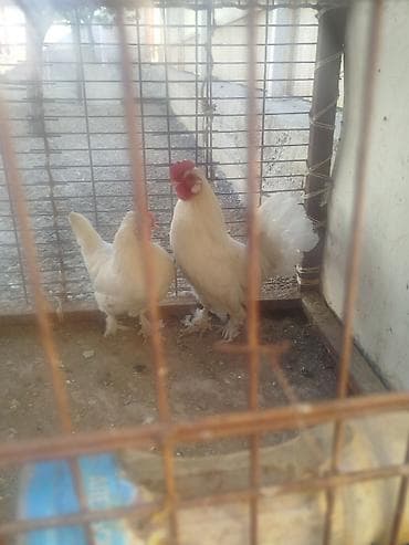 тез арада: Карлик пара сатылат алмашу жолдору бар домашний тооко алмашам адрес — 2