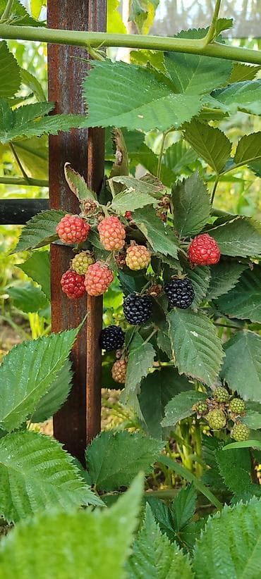 кактус цветок: Саженцы ежевики (садовой) Ежемалина Кочотору сатылат, келишим Бада — 4