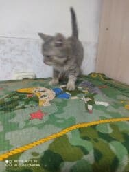 carters для мальчика: Кошка даром: Беспородная, 1 месяц, Мальчик, Приучена к лотку — 7