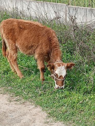 утки белые: Продаю | Музоо, торпок | Полукровка | На откорм | Привязанные — 2