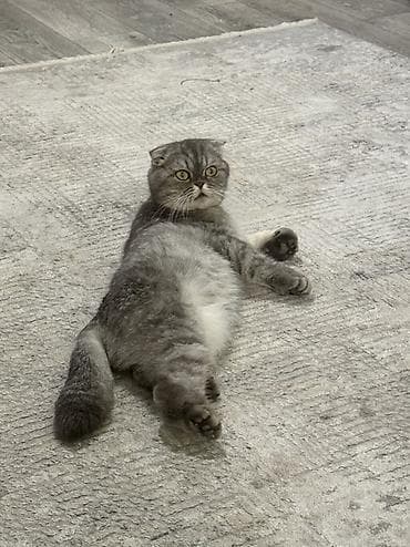 Шотландская вислоухая кошка (Scottish Fold) Пол: Женский Возраст: 10 — 2