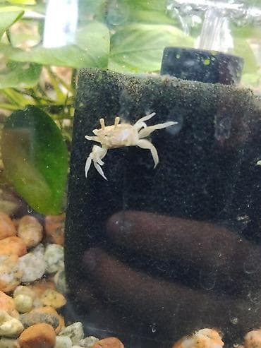 где купить черепаху: Миниатюрный аквариумный краб (светлый/белый окрас). - Вид — 1