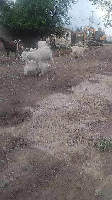 кролики каракол: Сатам | Эчки (ургаачы) | Нубий | Көбөйтүү үчүн | Бооз — 3