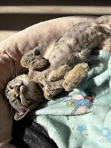 временная: Кошка даром: Беспородная, Мальчик — 1