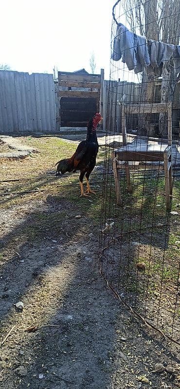 продаю попугаев: Продаю | Петух | Бойцовая | Для разведения — 2