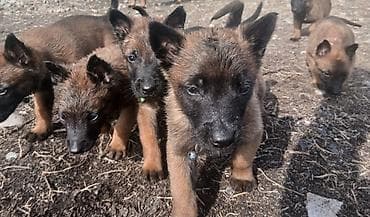 цена шпиц: Предлагаются к бронированию щенки Белгийской овчарки Малинуа.Щенков 9 — 10