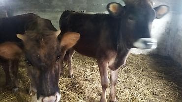 продажа попугаев: Продаю | Бык (самец) | На откорм — 4