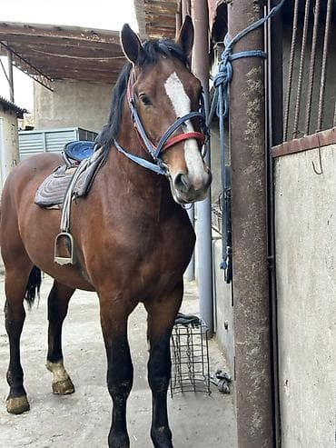 Продам с/х животных: Продаю | Конь (самец), Жеребец, Жеребенок | Полукровка, Першерон, Дончак | Для разведения, Рабочий, Конный спорт — 1