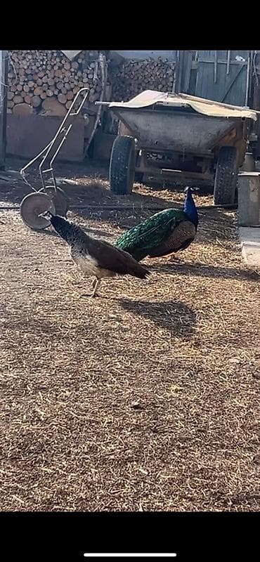 продают котят: Продаю пару павлинов возраст по 4 года робочие есть от них потомство — 2