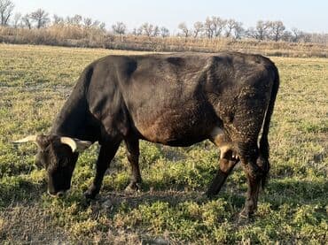 дакен жожо: Продаю | Корова (самка), Тёлка, Музоо, торпок | Голштин, Швицкая | На откорм, На забой, Для разведения | Привязанные — 7