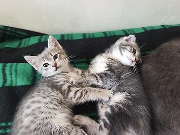 продаю кукруза: 🐾 Пушистое счастье ищет дом! 🏡 потрясающая девочка ушки стоячие — 7