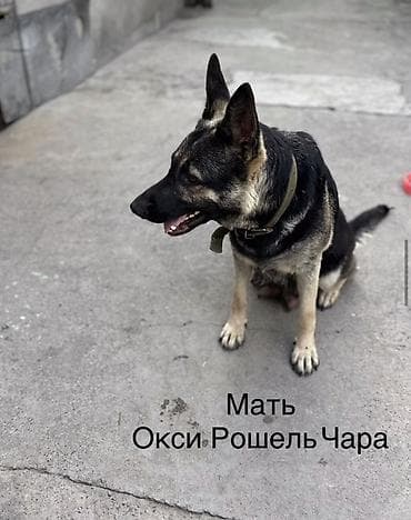 неметцкий овчарка: Восточноевропейская овчарка, 2 месяца, Самка, С прививкой, С родословной — 5