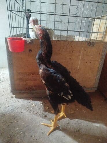 куда можно отдать кошку в бишкеке: Продаю | Куры — 5