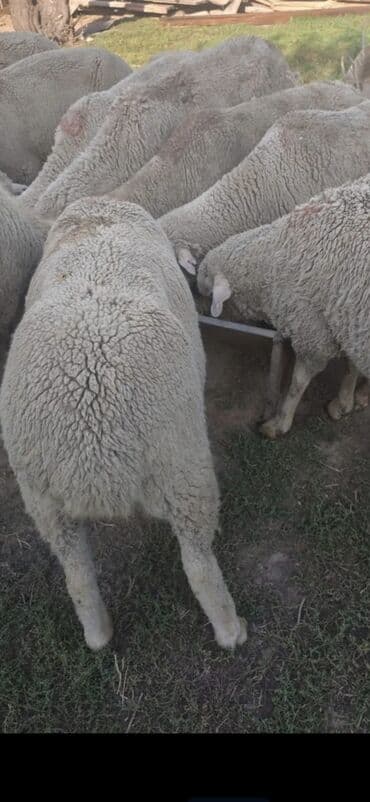 продам бу оборудование для птицефабрики: Продаю | Овца (самка), Ягненок, Баран (самец) | На забой — 4