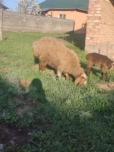 куры несушка: Продаю | Овца (самка) | Для разведения | Матка — 4