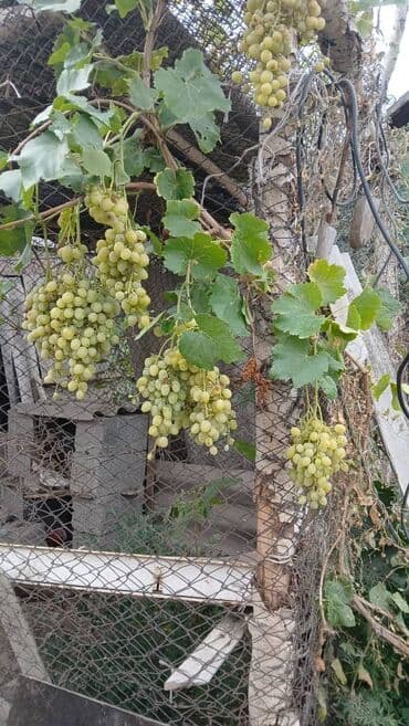 Продажа домов: Дом, 90 м², 3 комнаты, Собственник, Косметический ремонт — 8