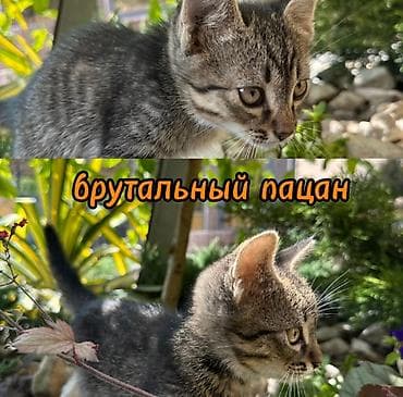 Мышыктар: Их уже выбросили однажды в коробке, но нашлись добрые люди, у которых — 4