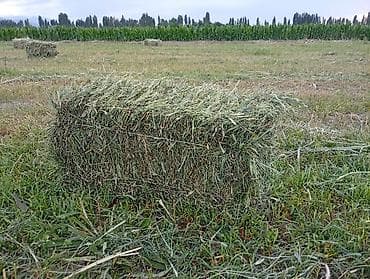 cort: Тюки большые и тижолые дата прессования 11 июня 19-50 — 3