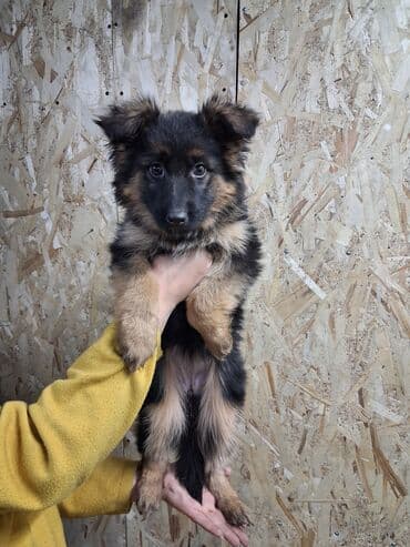 хаски сука: Немецкая овчарка, 3 месяца, Самка, С прививкой — 2