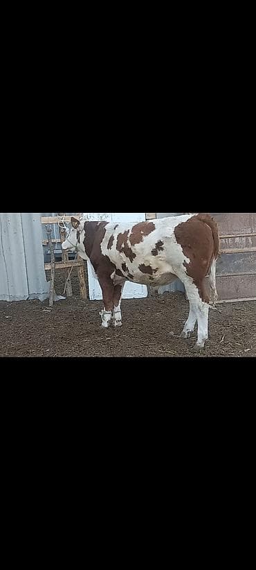 Продаю | Бык (самец) | Монбельярд | Для разведения | Племенные, Осеменитель