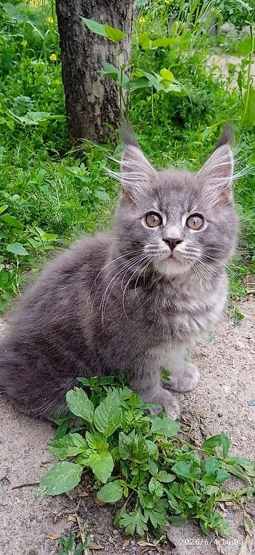 котят бесплатно: Мейн-кун, 3 месяца, Мальчик, Приучена к лотку, Проглистована — 7