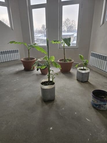 када: Банановые саженцы в кадках - Вид: декоративные/плодовые бананы — 3