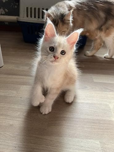 коты белый: Продаётся эксклюзивный редкий Полидактилия красный серебро, с полным — 3