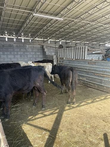 Животные: Продаю | Бык (самец), Музоо, торпок | Ангус, Шароле — 4