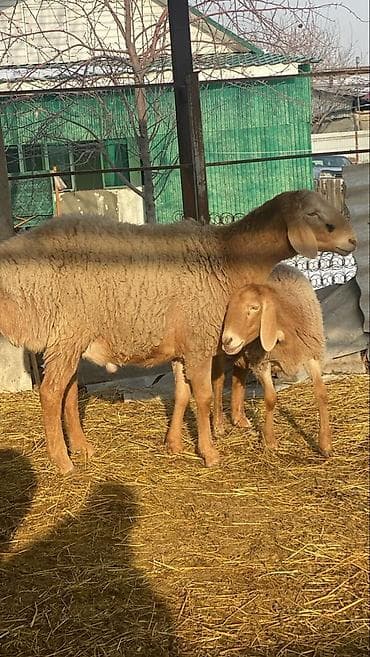 фландр кролик купить: Продаю | Овца (самка) | Для разведения | Племенные — 1