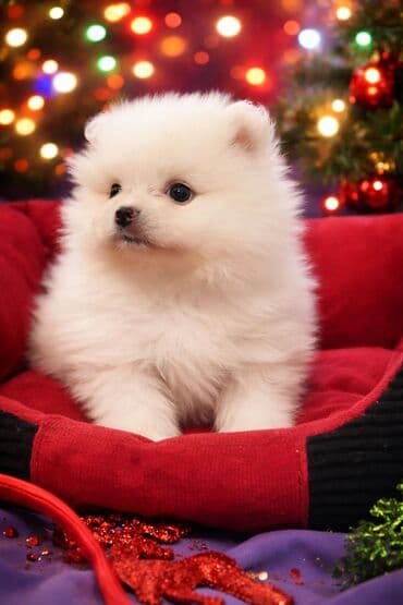 собаки щпиц: Шпиц ЩЕНКИ ПОД БРОНИРОВАНИЕродились 11 декабря 2025, есть разные — 1