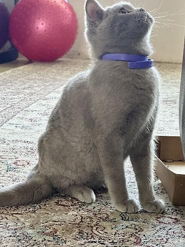 где купить кошку в бишкеке: 5 месяцев, Мальчик, Приучена к лотку, Проглистована — 2