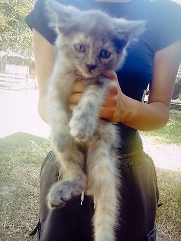Котята ДАРОМ в добрые руки 2 месяца at lalafo.kg Котята ДАРОМ в добрые руки 2 месяца