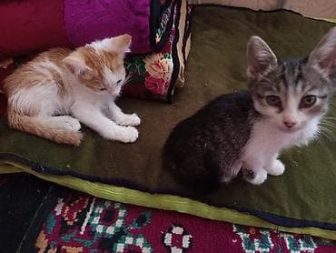 котята цена: Отдам даром котят. город Ош рыжему 2 месяца мальчик, а полосатой 3 — 1