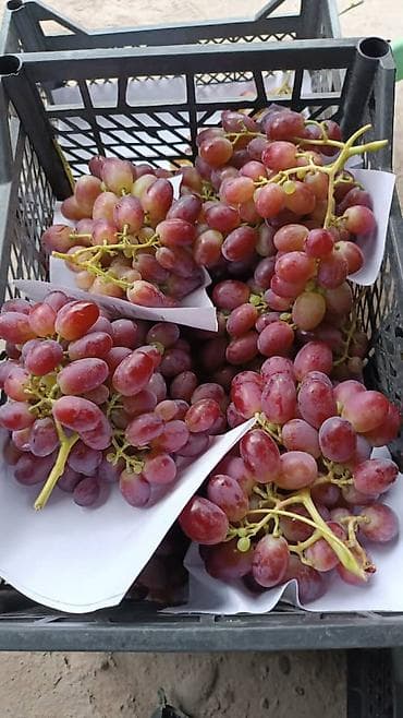 трендовый виноград: Виноград — 1