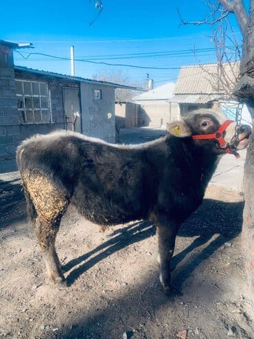 продаю телку: Продаю | Бык (самец) | Монбельярд, Полукровка | На откорм | Привязанные — 3