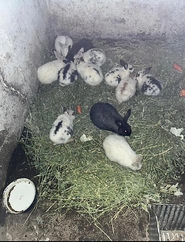 Продаю | Крольчата | Для разведения | Племенные