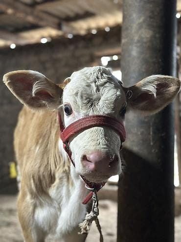 конь ат: Продаю | Тёлка | Полукровка | Для разведения | После отела — 8