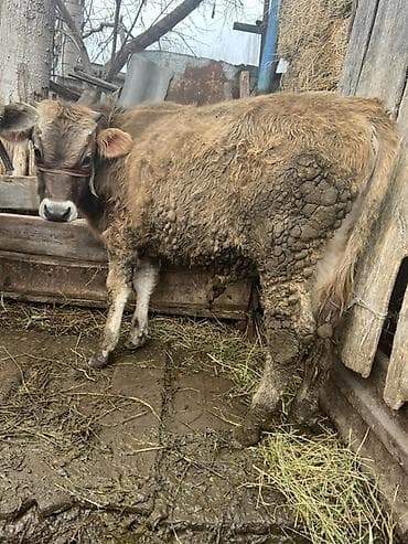 кулун сатам: Сатам | Музоо | Аргын | Бордоп семиртүү үчүн — 2