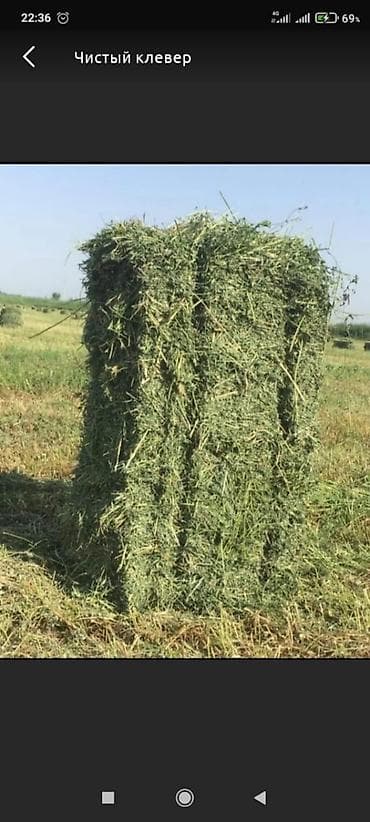продажа домашних животных: 🍀Продаю🍀 тюки клевера. Тюки порванные лежат россыпью, есть 20 штук — 1