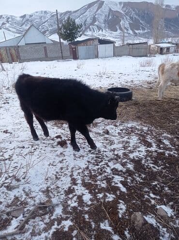 Ветеринар кызматы: Сатам | Музоо | Ангус | Бордоп семиртүү үчүн — 2