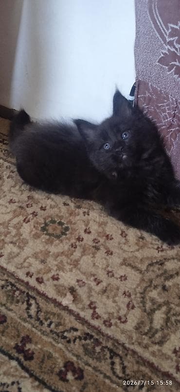 Үй жаныбарлары: Чёрный бриллиант🥰! Продается Котик Мейн-Кун❤️ окрас черный солид от — 2