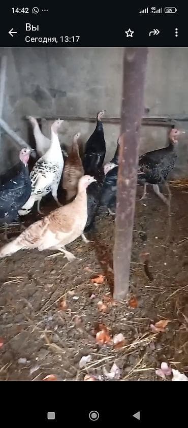 купить кур несушек на птицефабрике: Куплю домашнюю птицу, кроликов — 3