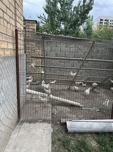 петух ош: Продаю | Петух | Леггорн | Для разведения, На забой — 2