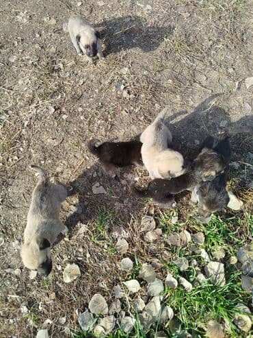 Вязка собак: Щенки,, отдам в хорошие руки — 2