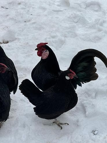 курица кара балта: Продаю | Куры, Петух — 4
