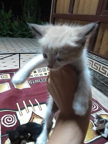 котик 1 месяц: Г. Манас. Жалал-Абад. котята, мышык, отдам даром в хорошие руки — 6