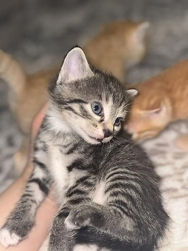 новорожденные котята: Отдам очаровательных котят в добрые и заботливые руки 🤍 Родились 18 — 6