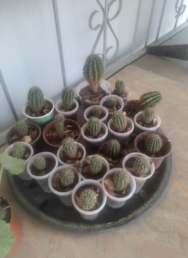требуется лепшица: Кактусы по 20 сом
находится в Лебединовке — 1