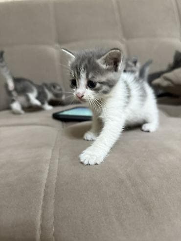 котята сиамской кошки: Кошка даром: Беспородная, 1 месяц, Девочка, Приучена к лотку — 6